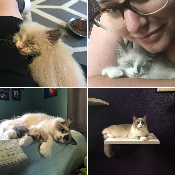 My Wickett, First At 3 Weeks Old When He Came In As A Foster, Then 12 Weeks After I Adopted, Then His First Birthday And Today