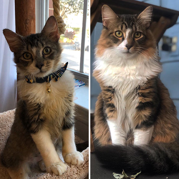 From September To Today. What A Fluffy Difference