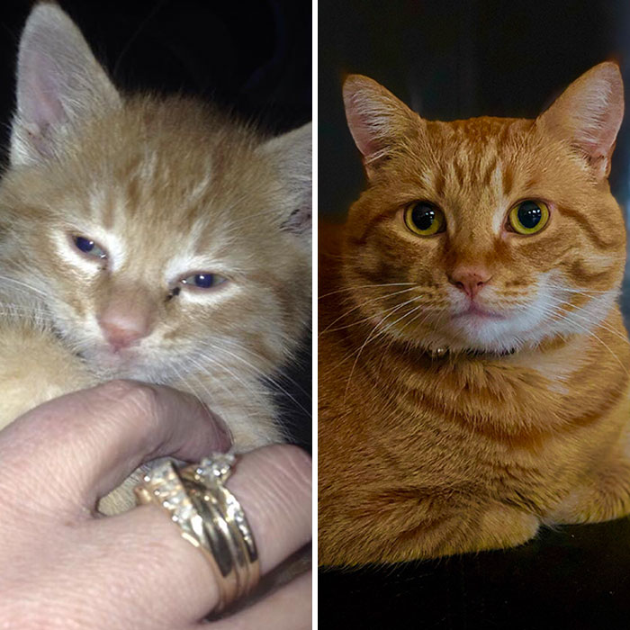 This Is Orange Marmalade, A Feral Kitten That Was Left In My Garage
