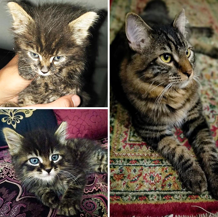 My Friends Found This Little Stowaway In Their Car (Engine?) One Morning. Just Over A Year Later, He's Grown Into Quite The Handsome Fella. Meet Matsuda