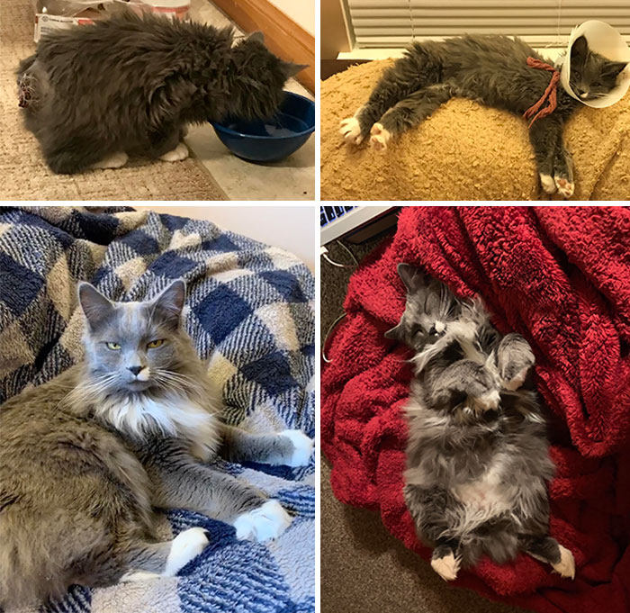 The Day We Found This Kitten, He Was Starving And Badly Wounded. The Top Pictures Are Peanut After His Surgery, Bottom Ones Are 1,5 Years Later- Happy, Fluffy And Tailless