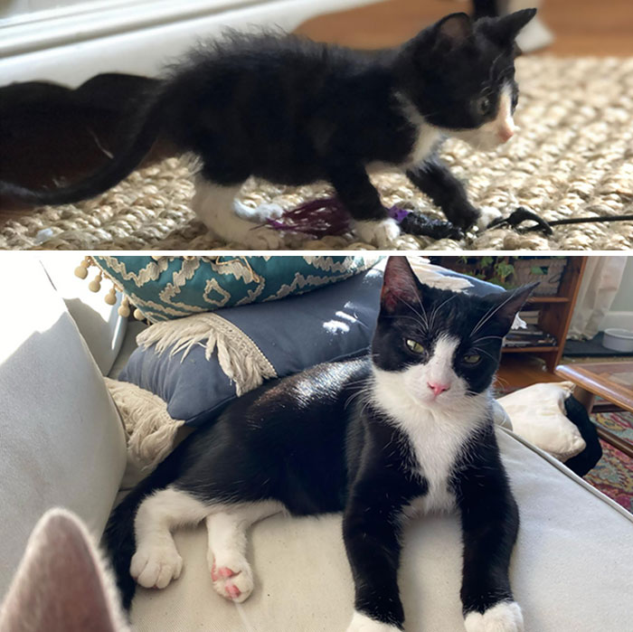 Sam At 6 Weeks vs. 7 Months. He Was Found On The Streets In Detroit Around 3-4 Weeks Old, Starving And Orphaned. He's Turned Into Quite The Healthy, Spoiled Boy Now