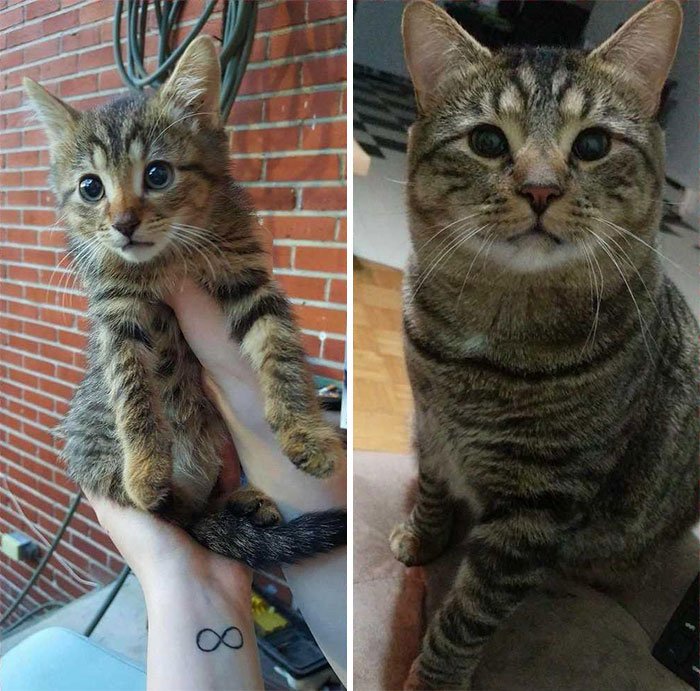 2 Years After Rescuing His Little Face In A Hoarder's Home