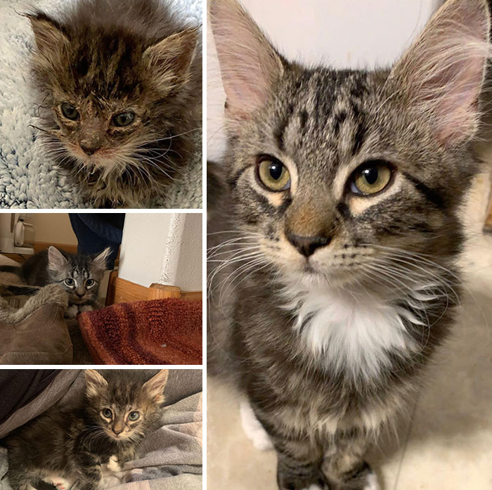 Beau Was Found Outside When He Was About 3 Weeks Old In Late September