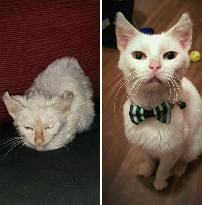Pugsley The Rescue Cat Before And After. It's Amazing What A Little Love And Some Strong Antibiotics Can Do