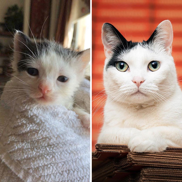 Tiny Zac Was Discovered In A Ditch, Without A Mom Or Siblings, Flea-Infested, Starved & Anemic