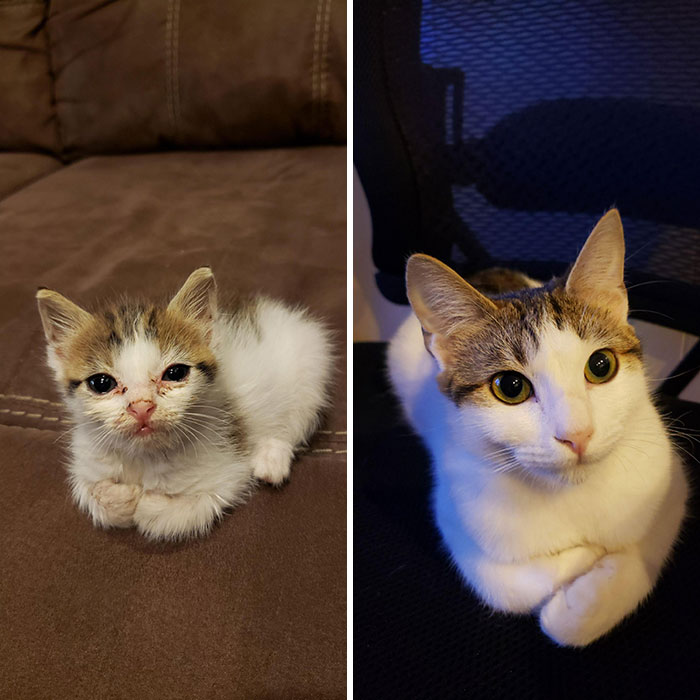 My Wife And I Rescued This Sweet Little Girl Last July. This Is Her Now