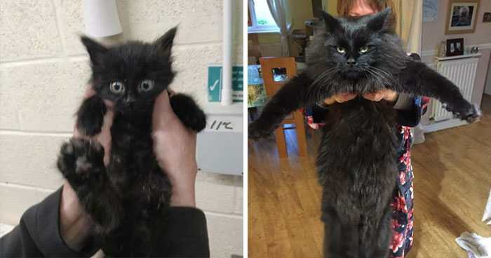 People Are Sharing Before And After Adoption Pictures Of Their Cats And It’s Heartwarming (35 Pics)