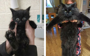 People Are Sharing Before And After Adoption Pictures Of Their Cats And It's Heartwarming (35 Pics)