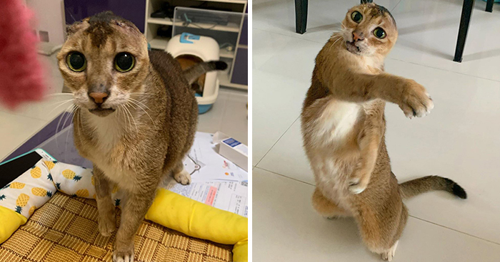 Cat Who Lost His Ears Finds Forever Home And A Best Friend (27 Photos)
