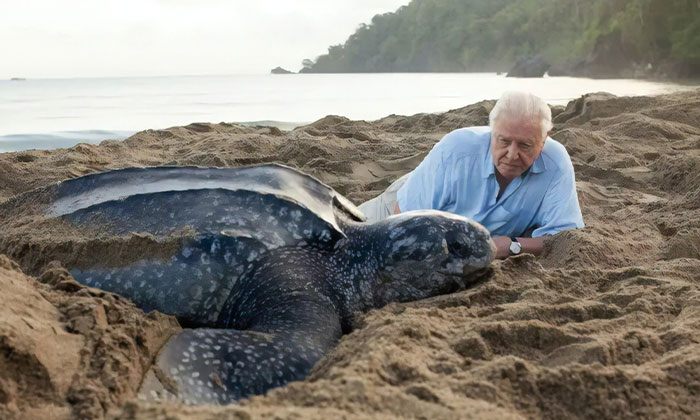 BBC Announces Its Online Geography Lessons Will Be Taught By Sir David Attenborough