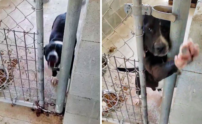 This Friendly Doggo Likes To Hold Hands With People Passing By His Kennel