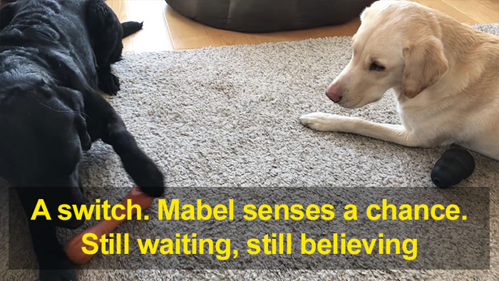 People Are Laughing At This Sports Broadcaster Commenting On His Dogs Fighting Over A Chew Toy