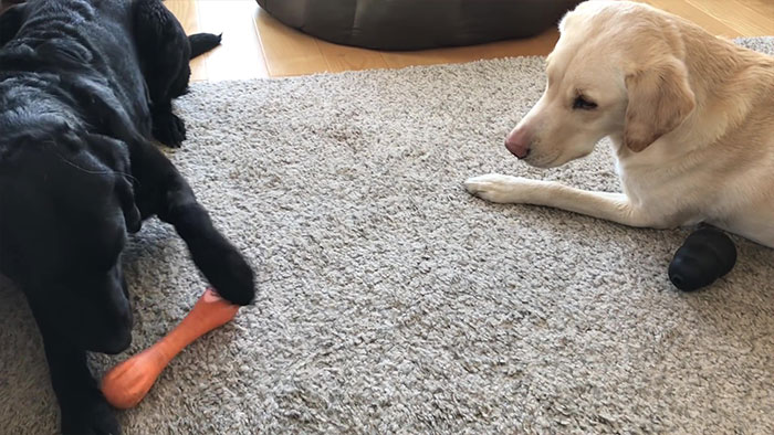 People Are Laughing At This Sports Broadcaster Commenting On His Dogs Fighting Over A Chew Toy