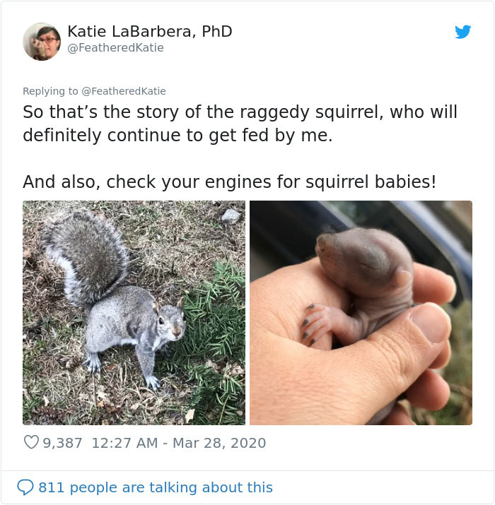 Neighbor Says Their Car Won't Start, Woman Finds A Squirrel She Tried To Fatten Up Has Had Babies Inside The Car