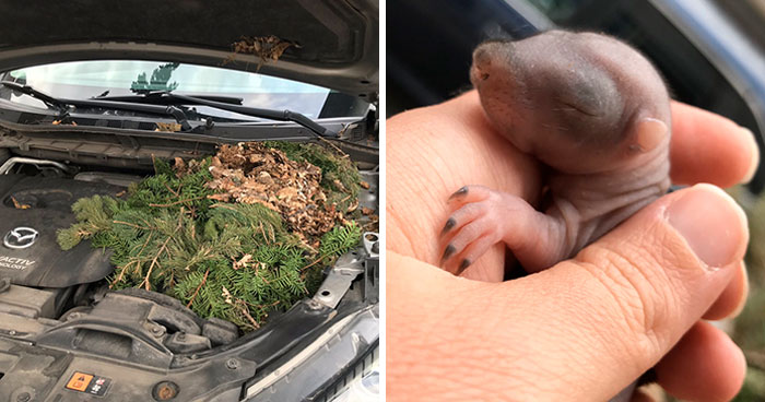 Neighbor Says Their Car Won’t Start, Woman Finds A Squirrel She Tried To Fatten Up Has Had Babies Inside The Car