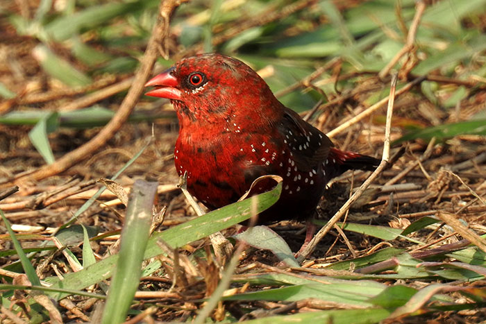 Strawberry-Finch-Bird