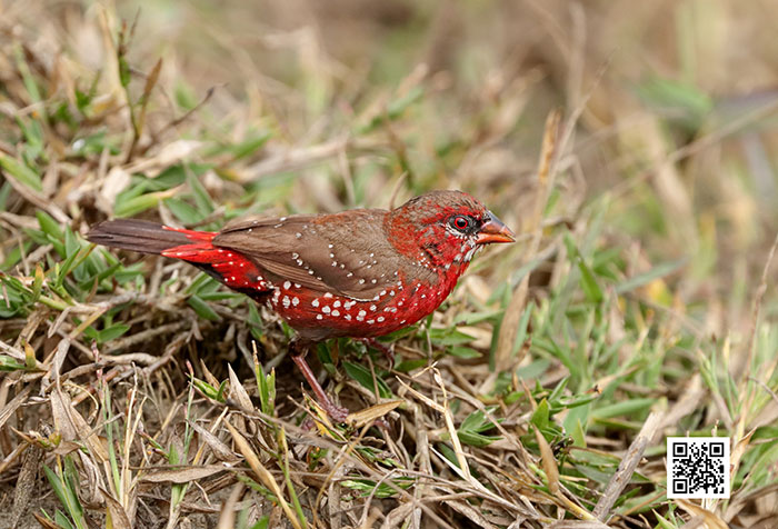 Strawberry-Finch-Bird