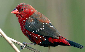 31 Photo Of Gorgeous Birds Called Strawberry Finches
