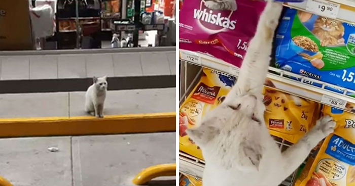 Clever Street Cat Leads A Woman To The Store And Asks Her To Buy Him Food, She Adopts Him