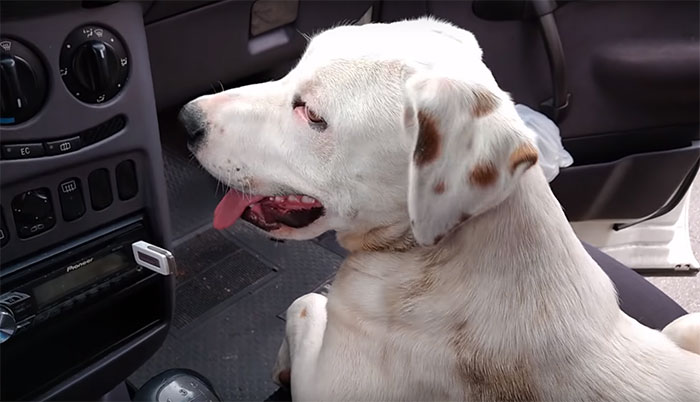Man Finds A Stray Dog In His Car After Coming Back From The Store