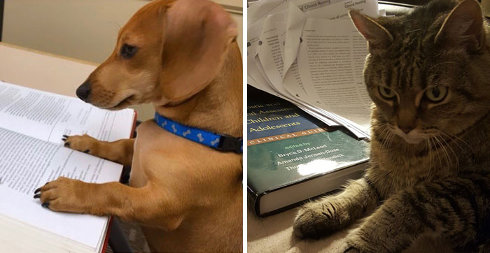 Professor Asks Her Students To Show Their Dogs Doing Classwork, 30 People Send Her Their Photos