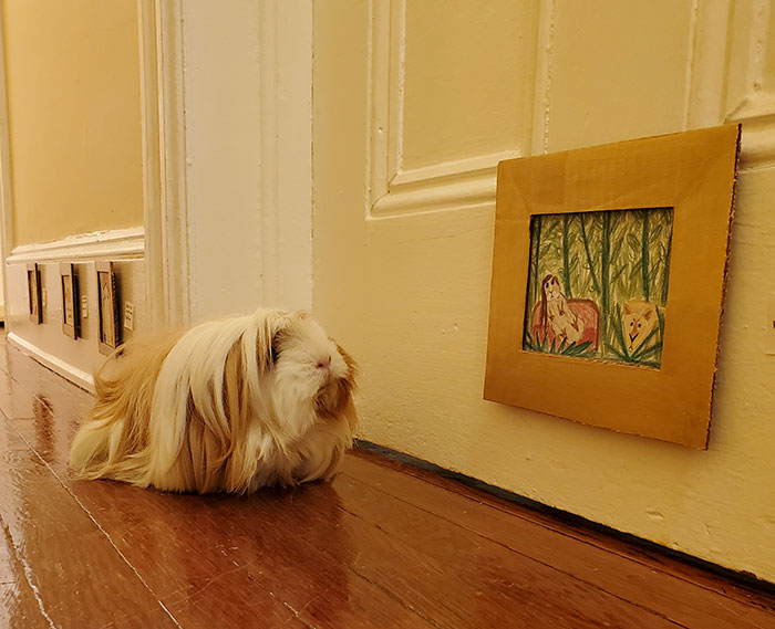 I’ve Made A Fine Art Museum For My Guinea Pig, And She Seems To Have Enjoyed It