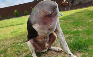 People Are Having Trouble Understanding This Dog Picture