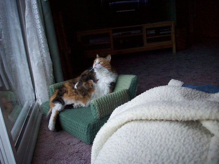 cats on the Tiny Couches