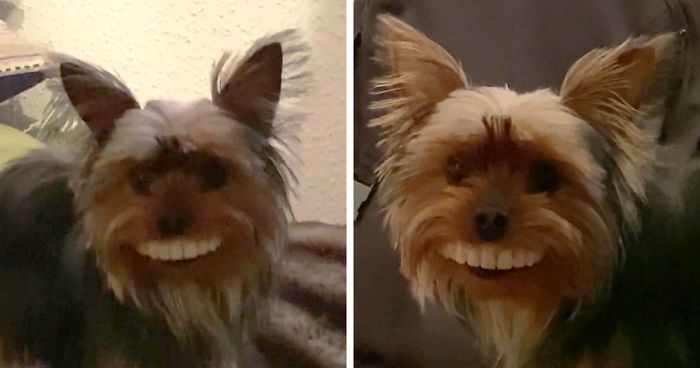 Dog Runs Off With Owner's Dentures, Owner Laughs Hysterically Once He Sees  The Dog | Bored Panda