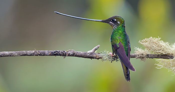 39 Photographs Of Beautiful And Colorful Birds I Captured In The Rainforest Of Colombia