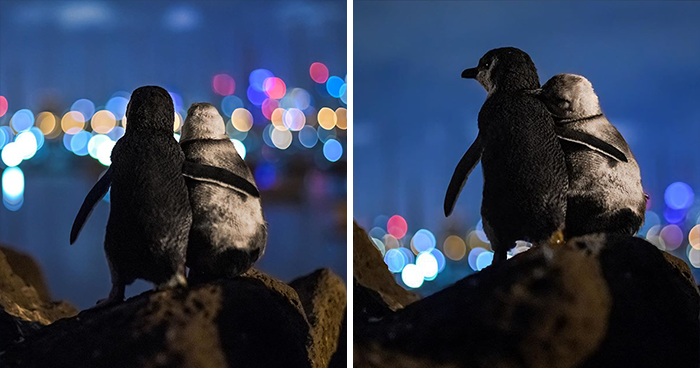 Photographer Captures A Shot Of Two Widowed Penguins Overlooking The Melbourne Skyline Together