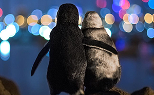 Photographer Captures A Shot Of Two Widowed Penguins Overlooking The Melbourne Skyline Together