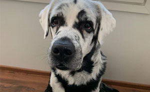 "Blaze Is A Pure Black Labrador Retriever, But He's A Little Different From The Others" (27 Pics)