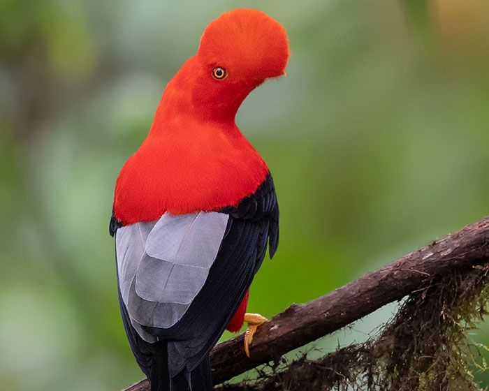 Let Me Show You In These 31 Pictures How Ecuador, Though Very Small, Hosts A Vast And Unique Array Of Exotic Wildlife