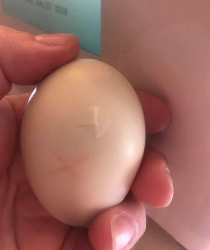 Unos niños destruyeron un nido de pato, pero esta mujer salvó un huevo roto llevándolo 35 días en el sostén