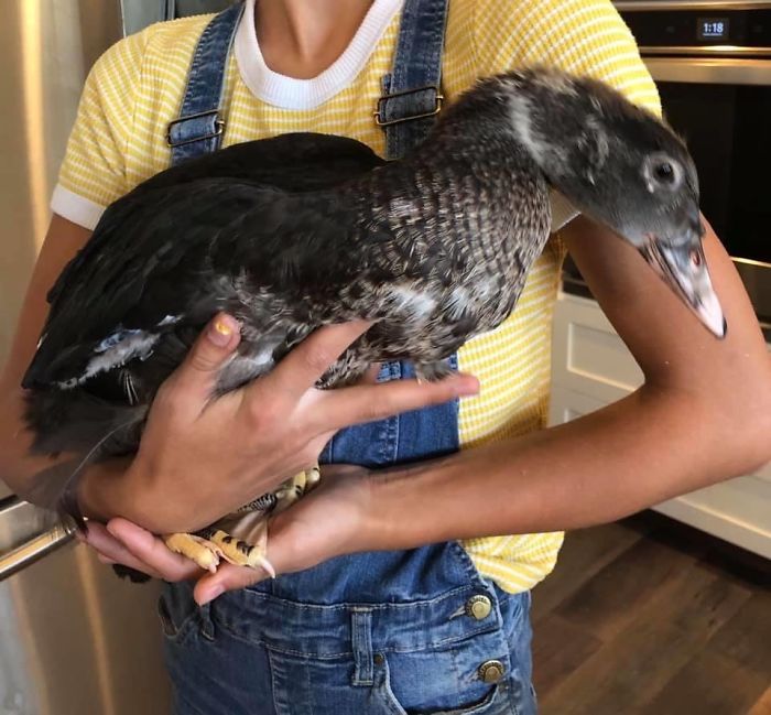 Unos niños destruyeron un nido de pato, pero esta mujer salvó un huevo roto llevándolo 35 días en el sostén