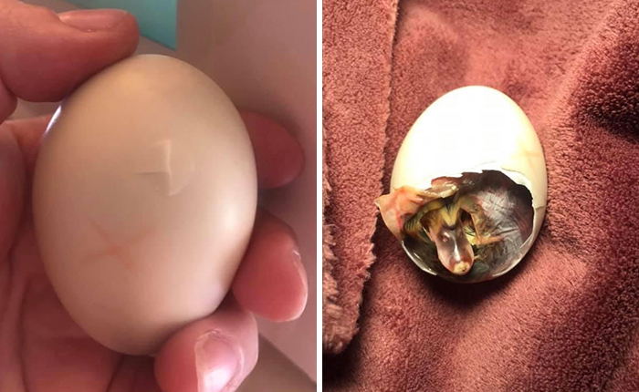 Kids Destroy Duck’s Nest, Woman Saves Cracked Egg By Carrying It In Her Bra For 35 Days