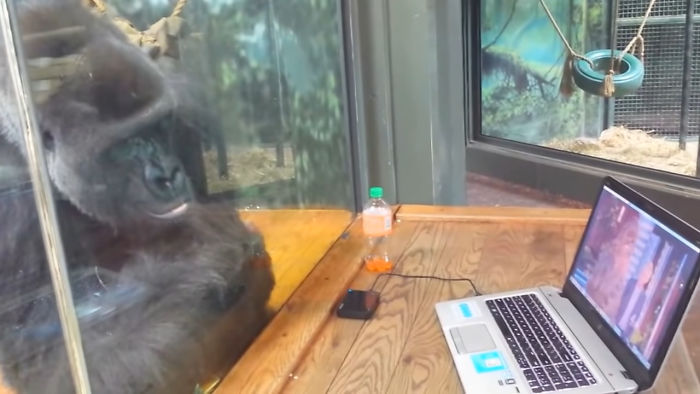 Zookeepers Share How Animals Are Reacting To The Lack Of Visitors