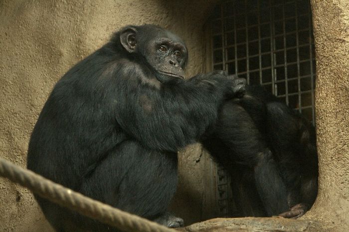 Zookeepers Share How Animals Are Reacting To The Lack Of Visitors