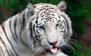 Zookeepers Share How Animals Are Reacting To The Lack Of Visitors