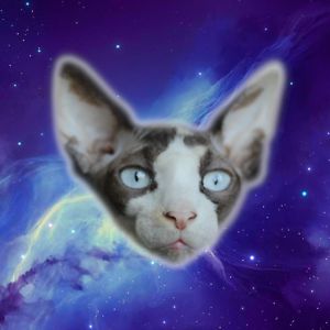 sphynxxspace