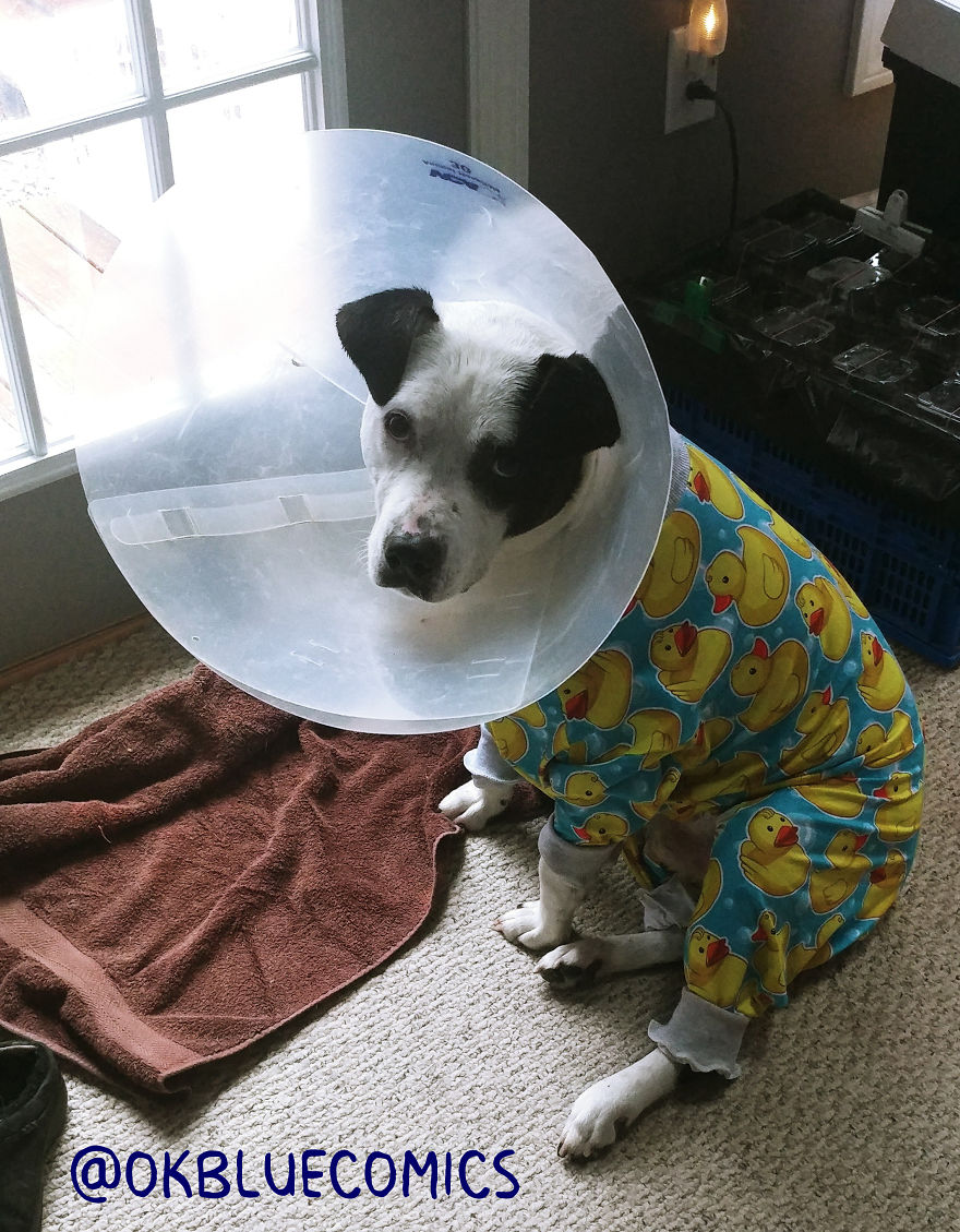 My Dog's Knee Surgery—Life In Blue