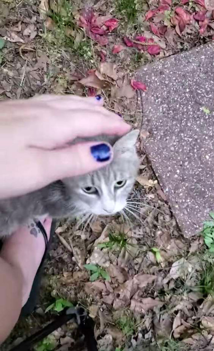 Stray Cat Brings The Woman Who’s Been Feeding Her For A Couple Of Days To Meet Her Babies