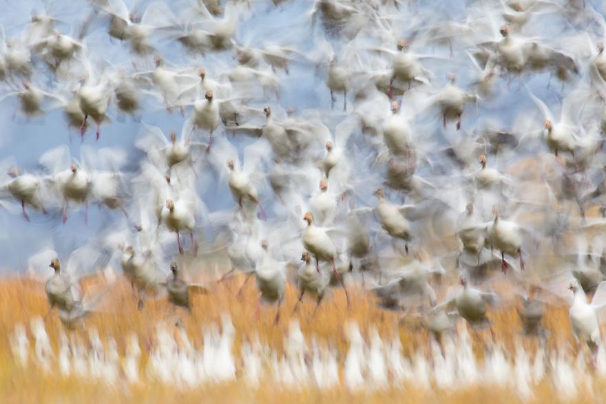 Winner, Birds. Take-Off. Coyote Panics Geese By Flurin Leugger