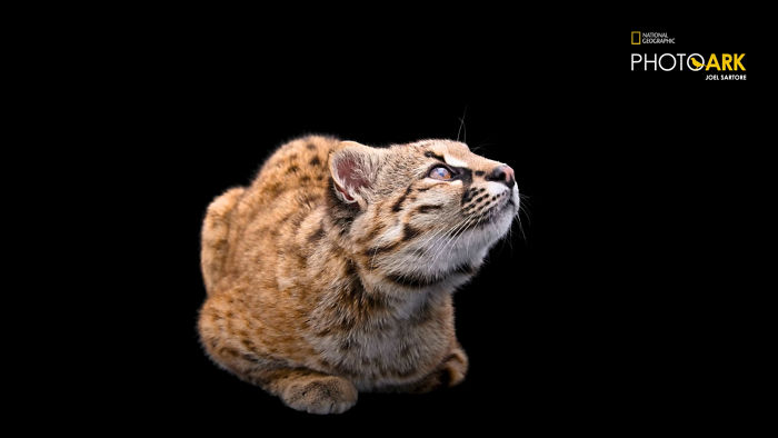 Smallest Wild Cat In Western Hemisphere Gets Cuter As Video Unveils What It Sounds Like