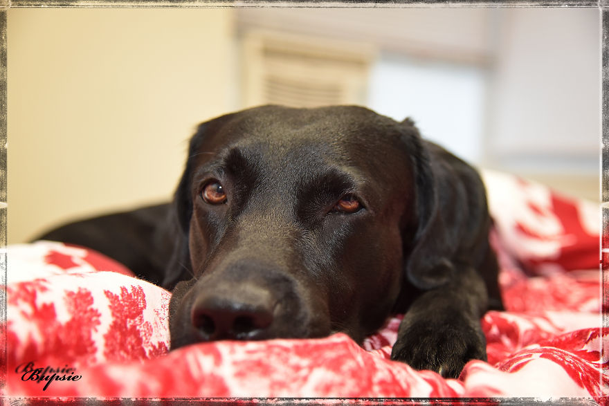Max, The Black Labrador.