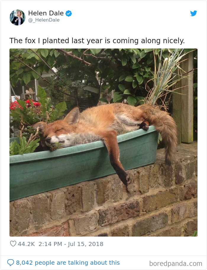 Planted Fox
