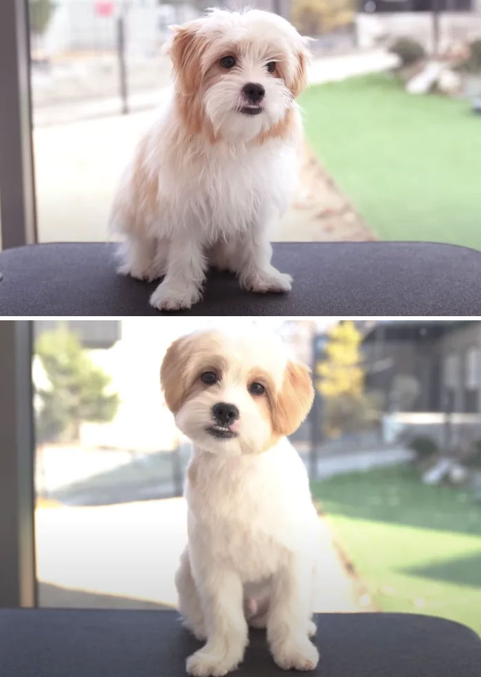 Dogs-Haircut-Before-After-Groomer-Shu-And-Tree