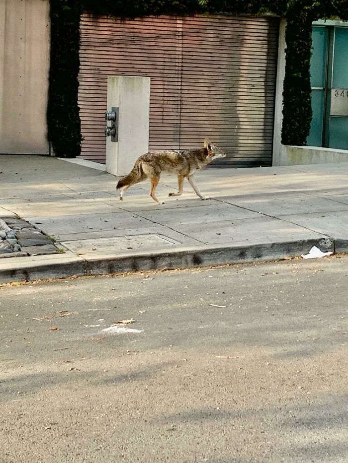 Coyote On The Streets Of San Francisco During The Coronavirus Shelter In Place Order
